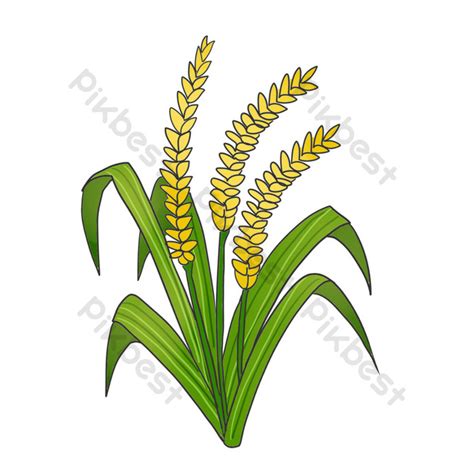 butil ng palay drawing|Palay .